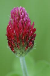 Incarnaat klaver 4R0064